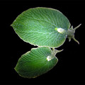photosynchesizing_sea_slug.jpg