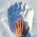 polar bear paw print size.jpg
