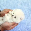 pomeranian.jpg