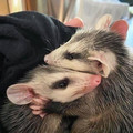possums.jpg