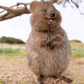 quokka.jpg