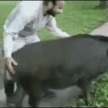 riding_a_pig.gif