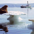 seal.jpg