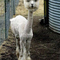 shavedllama.jpg