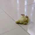 silly duckling.jpg