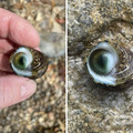 snail.jpg
