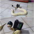 snake.jpg