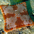 square biscuit starfish.jpg