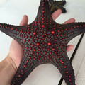 starfish.jpg