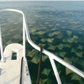 stingrays.jpg