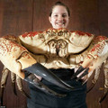 tasmanian giant crab.jpg