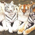 tiger_spectrum.jpg