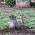 timon and pumba 2.mp4