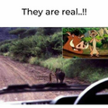 timon and pumbaa.png
