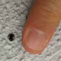 tiny frog.jpg