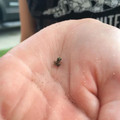 tiny_frog_2.jpg