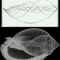 x-ray of conch shell.webp