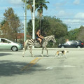 zebra.jpg