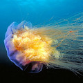 030804PW_06_leslie_lg.jpg
