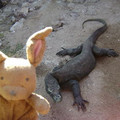 1447714-Me-and-a-Komodo-Dragon-0.jpg