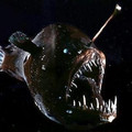 29_angler_fish.jpg