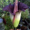 391px391pxtitanarum1webwj3.jpg
