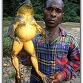 4-frog9-0006-w.jpg