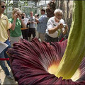42453058_bigplant416ap.jpg