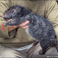 44307921rat416940cd1aq5.jpg