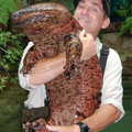 BB-Japanese-Giant-Salamander.jpg
