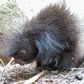 Baby-Porcupine2.jpg