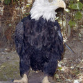 BaldEagle1.jpg
