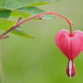Bleeding_Heart_1-745862.jpg