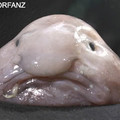 Blobfish.jpg