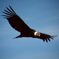 Colca-condor-c03.jpg