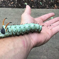 Hickory Horned Devil.jpg