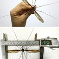 Holorusia mikado mosquito.jpg