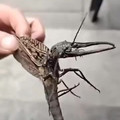 Insane_Reality_Leaks-Anyone_know_what_this_thing_is_1703869654140162048_.mp4