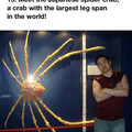 Japanese spider crab 3.jpg