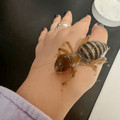 Jarusalem_cricket.jpg
