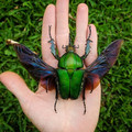 Mecynorhina Torquata.jpg