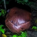 Science girl - After more than a decade , Indonesia’s rare Rafflesia bloomed, the wo... [2018112281725304832].mp4
