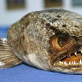 Snakehead-fish.jpg