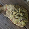 Stonefish.jpg