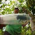 Wallace_s_giant_bee3.jpg