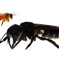 Wallace_s_giant_bee_2.jpg