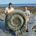 ammonite.jpg