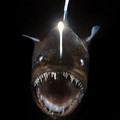 angler_fish_female_47.jpg