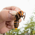 asian_giant_hornet.jpg
