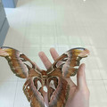 atlas moth.jpg